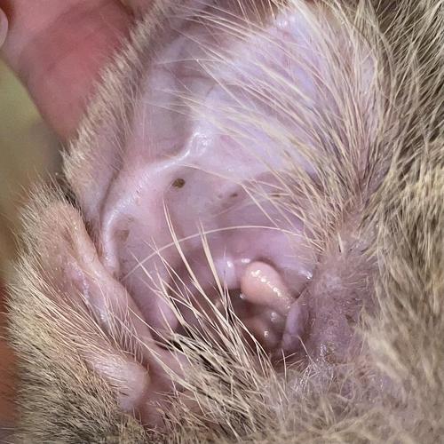 【讨论】请问这种褐色的点是耳螨还是耳屎啊?