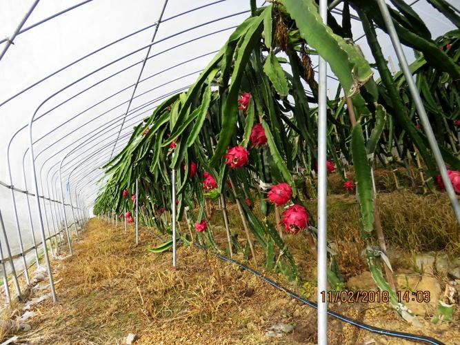 顺着水泥路一直走不远是正农火龙果基地 火龙果长势喜人===红红火火
