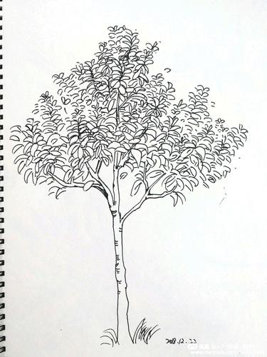 《速写》微展① ------------" 写美篇  高至教学楼前的香樟树,老