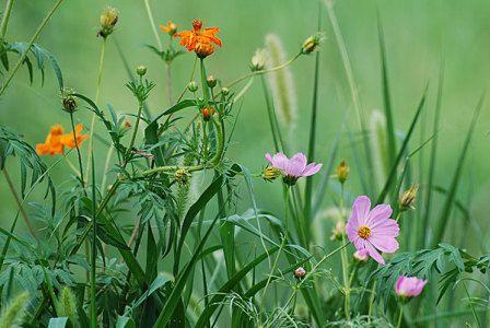 植物 狗尾巴草_图片大全_全景网