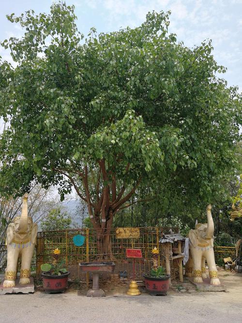 圣菩提树,非常名贵!