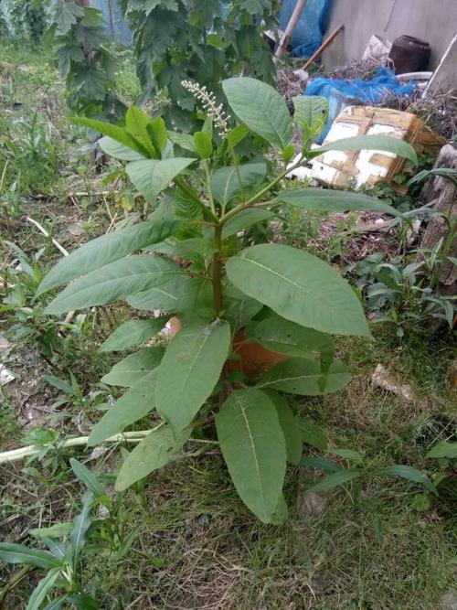 野红参?万能的度友圈,请告诉我