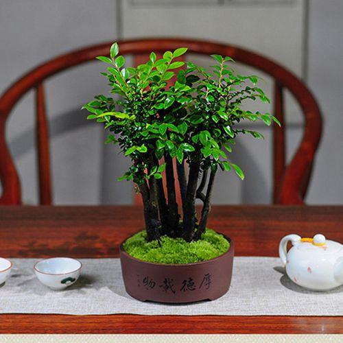 盆栽小叶紫檀怎么养长得快小叶紫檀盆景养殖技巧快来学习一下