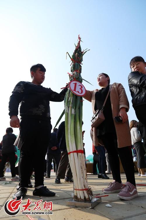 山东章丘现最长大葱 比姚明还高一头
