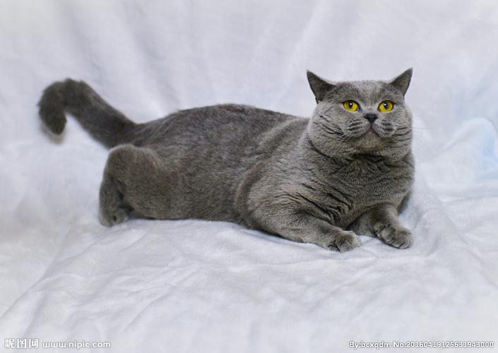  p>英国 a target="_blank" href="/item/短毛猫">短毛猫 /a>,体形圆