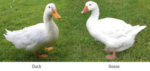 鸭与鹅的区别