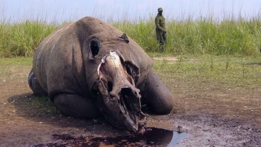 北白犀牛 已灭绝