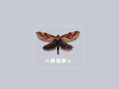 蝙蝠蛾