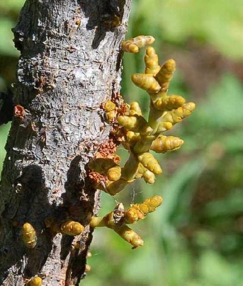 桑树上生长着一种枝条名为桑寄生,看似普通,其实可补肝强肾,养颜安胎