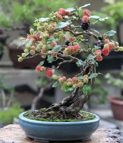 桑树盆景制作 养护,红 绿,经典盆景树种