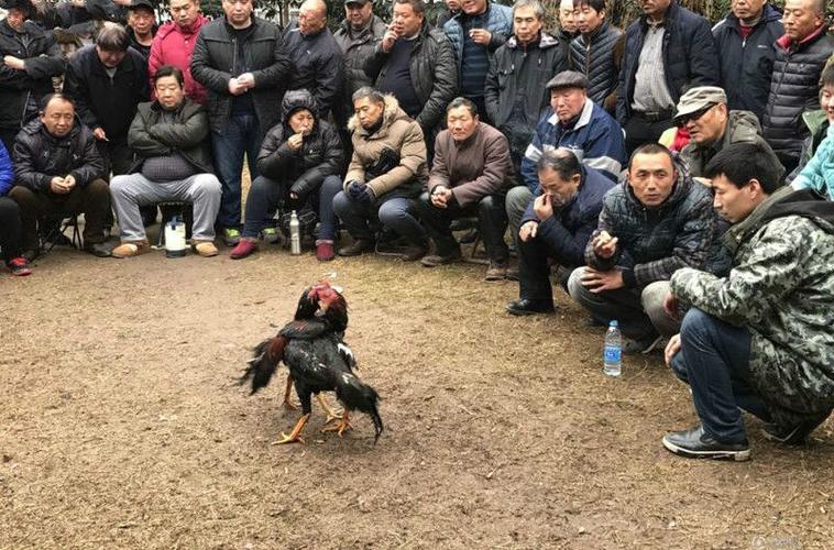实拍闹市公园现斗鸡大战,近百人带板凳围观