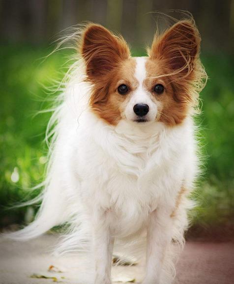 宠物狗可爱的蝴蝶犬性格开朗有活力造型十分讨人喜爱