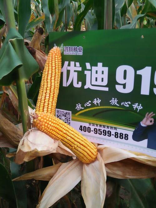 抗旱,抗倒,高产就选优迪919