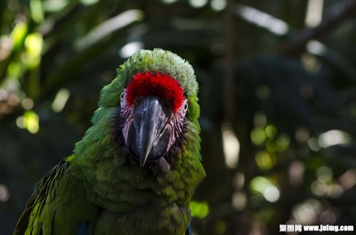 绿鹦鹉头部
