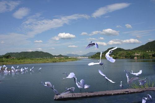  p>白鹭岛生态旅游风景区位于滁州市东35公里,来安县城西北部13公里处