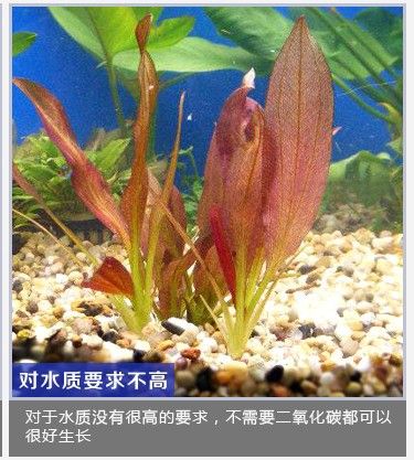 红旦头真水草草场直营批发皇冠鱼缸水族活体单头好养阴性中后景