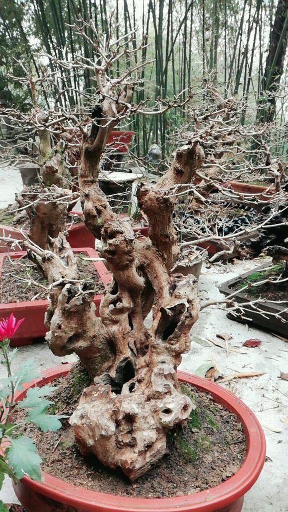 黄荆盆景的制作和养护