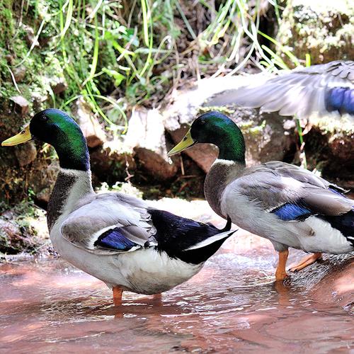 绿头野鸭老鸭土鸭 老鸭子散养麻鸭新鲜鸭肉老水鸭土鸭子 活鸭可售