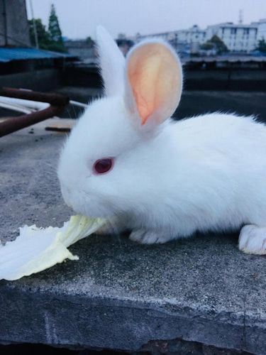 小白兔图片真实