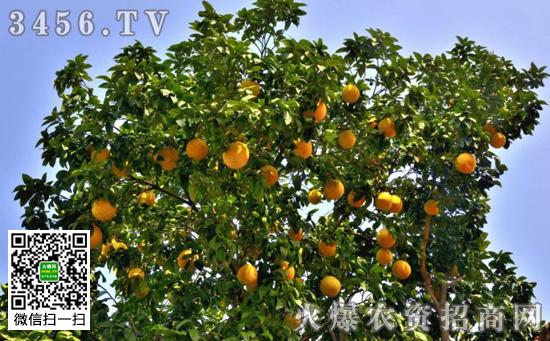 柚子树怎么样整形修剪