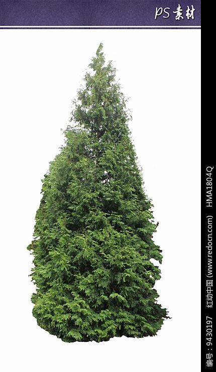 日本扁柏植物立面素材