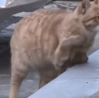 韩国大妈捡到只橘猫,仔细一看表情复杂:胖不起来的原因找到了
