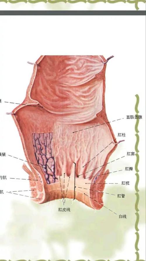 肛窦炎肛肠疾病的始作俑者