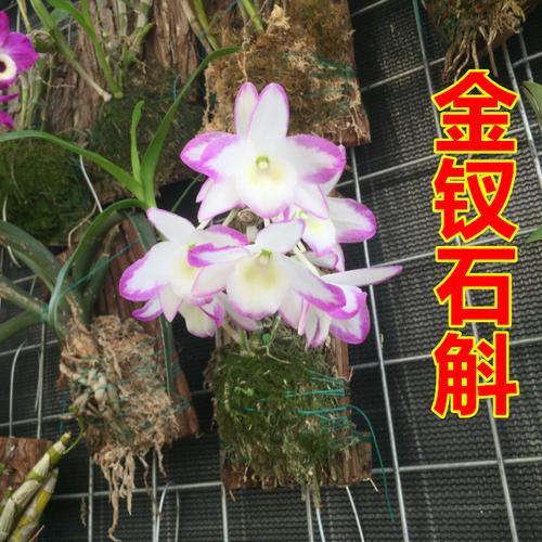 石斛兰 野生石斛金钗报春鼓槌喇叭唇杯鞘黄贝壳肿节峰腰秋石斛