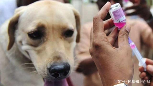 如何正确地给狗狗接种疫苗