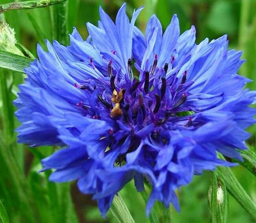 矢车菊  花蕊,花瓣都不像