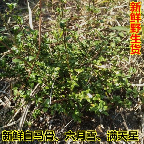 野生新鲜南蛇簕 现采苦石莲 老鸦枕头猫爪簕喙荚云实枝叶 2件包邮