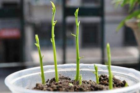 菠萝蜜种子盆栽的教程