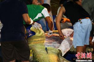 菲律宾专家解剖世界最大鳄鱼尸体(组图)