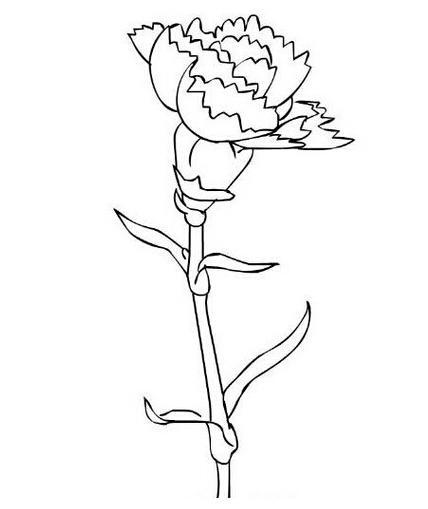 康乃馨插瓶简笔画