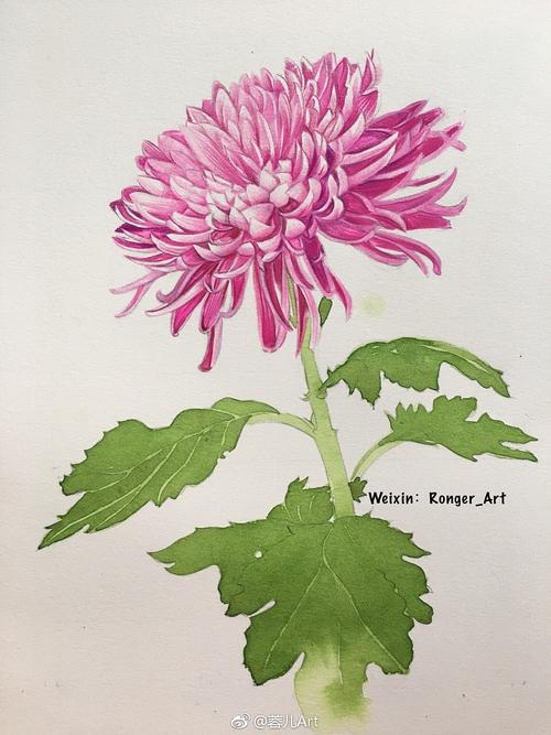 【菊花】彩铅绘画