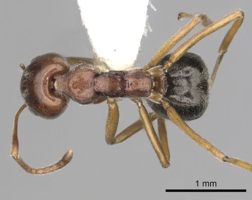 臭蚁的黑腹臭蚁