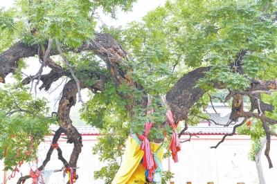 相传为"初唐四杰"之一的大诗人卢照邻种植的千年古槐树