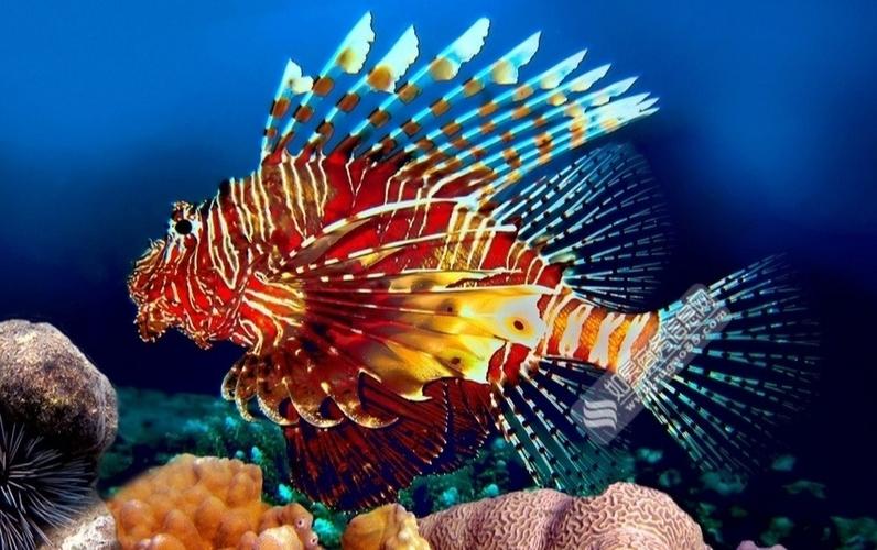 素材狮子鱼的绘画参考