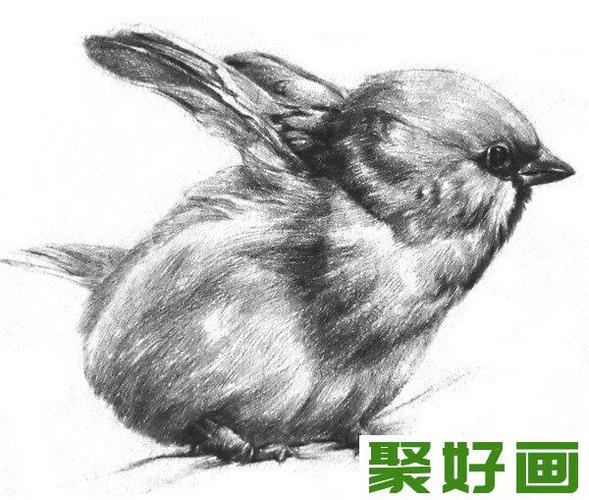 素描动物小麻雀的绘画步骤