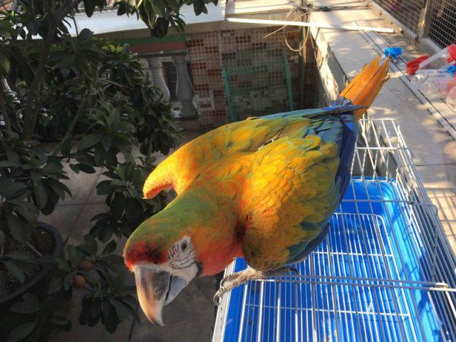 唐山金方鹦鹉养殖有限公司全品种出售 - 5000元