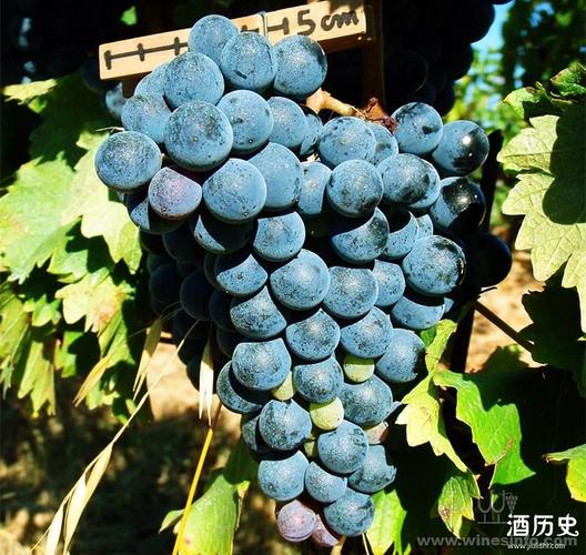 葡萄品种 caladoc卡拉多葡萄品种 中文别名:卡拉多克 外文别名:kala