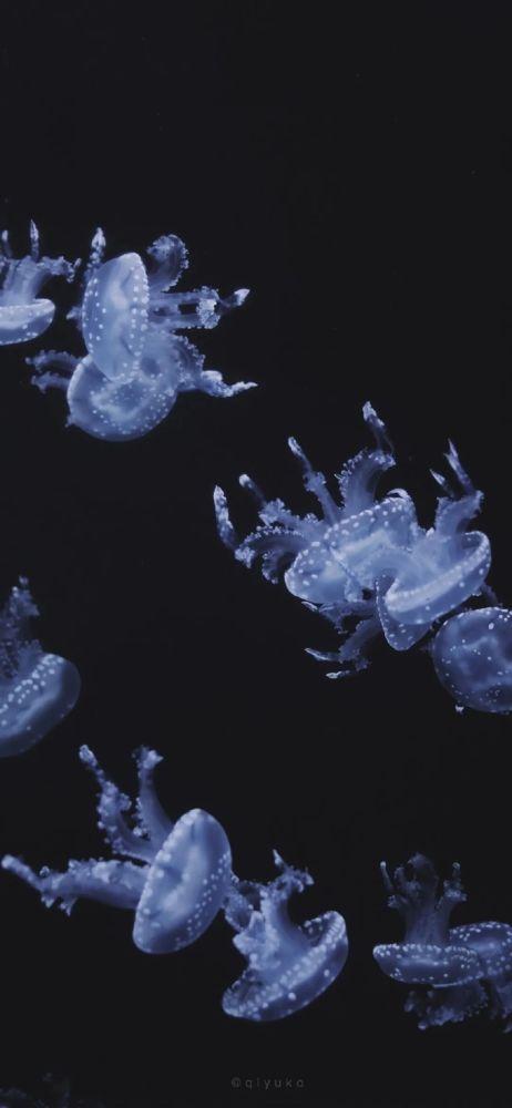 壁纸|唯美海洋生物水母高清手机壁纸