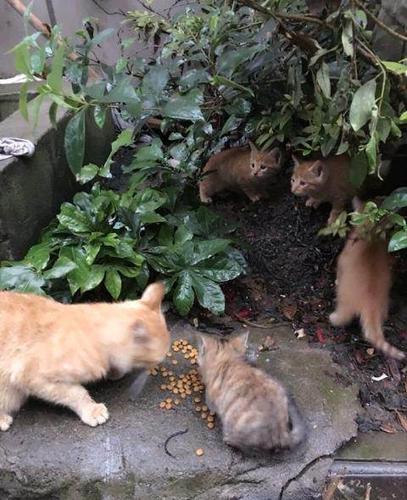 (赠送)你们愿看见这些可爱的小猫变成流浪猫吗!—南昌