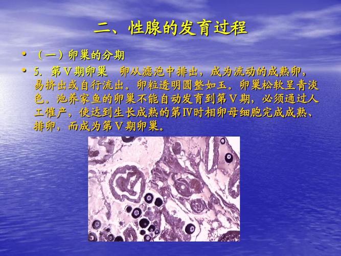 5第二章主要养殖鱼类的人工繁育第一节鱼类繁殖的一般知识ppt