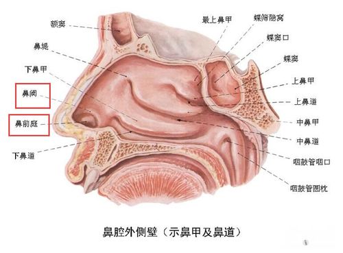 解剖基础2——鼻腔