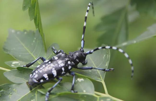 局部的放大|天牛|花朵|凝视|触角|牵牛花_网易订阅