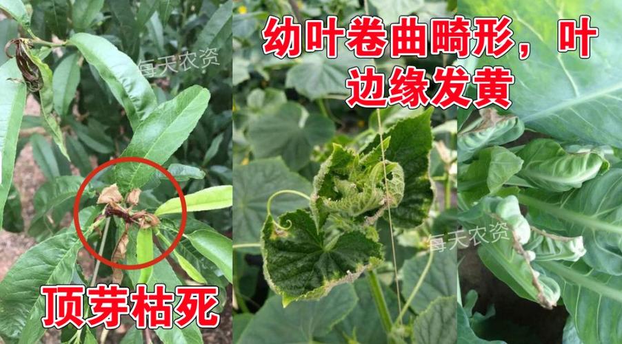 叶片发黄,是缺素还是病害?80%的人都分不清!_症状