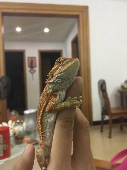 养蜥蜴是一种什么样的体验?