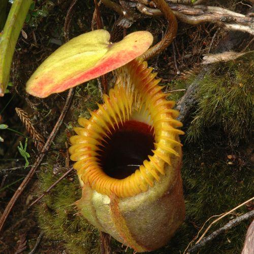 有会捕食小动物的捕虫瓶,厉害了——岔刺猪笼草