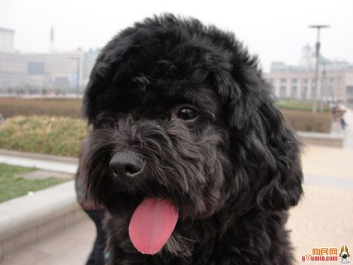 黑色贵宾犬图片价格表